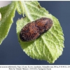 satyrium acaciae abdominalis shamkir pupa1